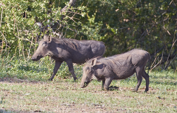 Warthogs, one ankling