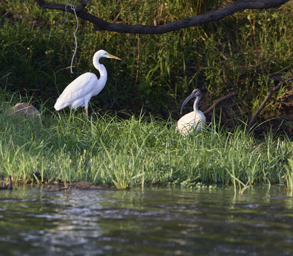 Egret and ibis