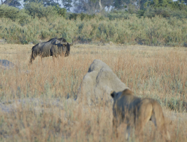 Lioness stalking a wildebeest