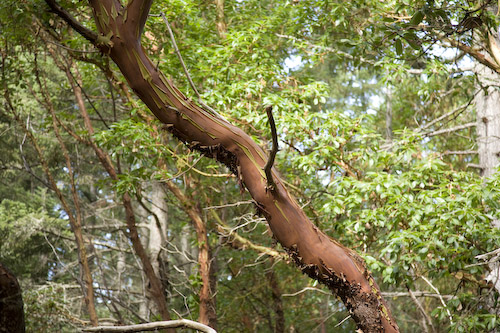 red bark tree