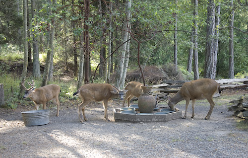 Deer feeding