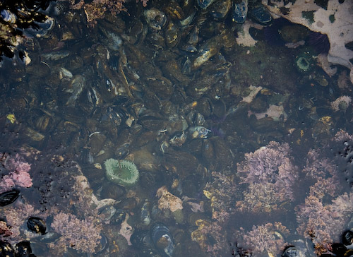 tide pool