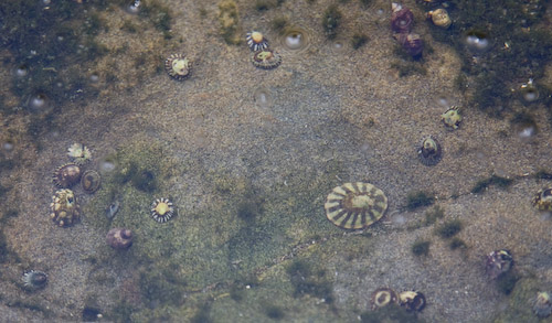 tide pool