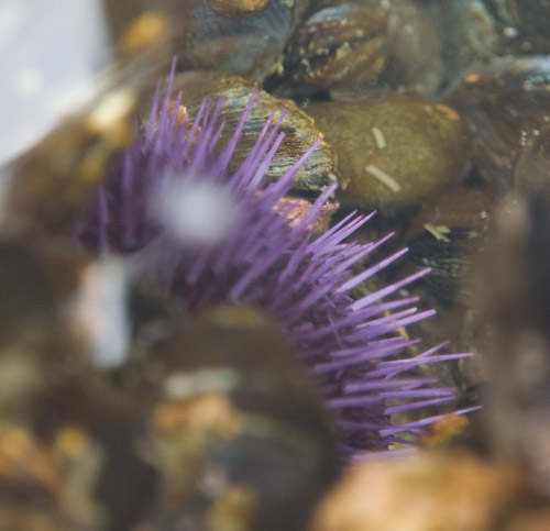 tide pool