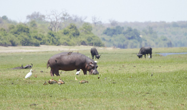Hippo and buffalo grazing