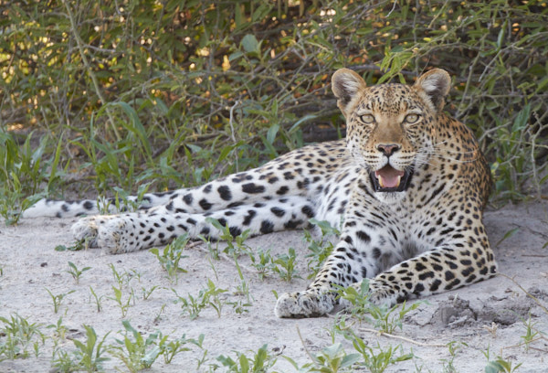 Female leopard resting after a big meal