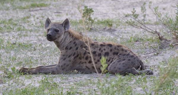 Hopeful hyena