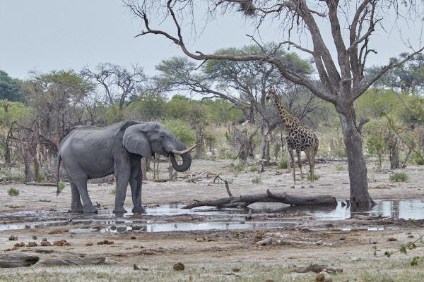 Elephant and giraffe at the camp watering hole