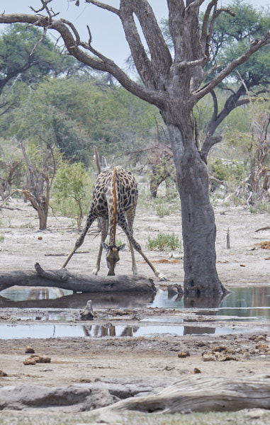 Giraffe drinking at the watering hole