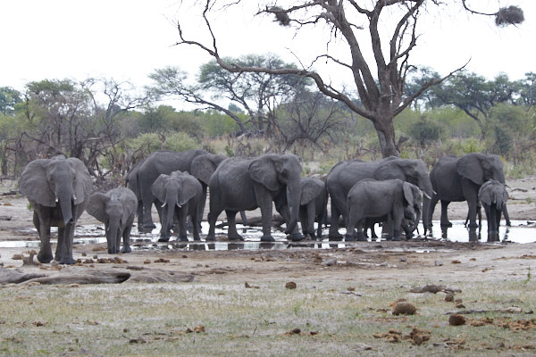 Herd of elephants at the watering hole