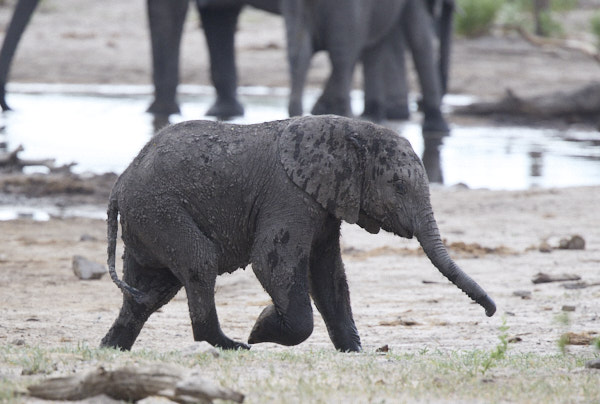 Baby elephant moving along after a splash
