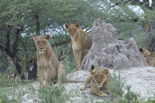 Lions on a termite mound