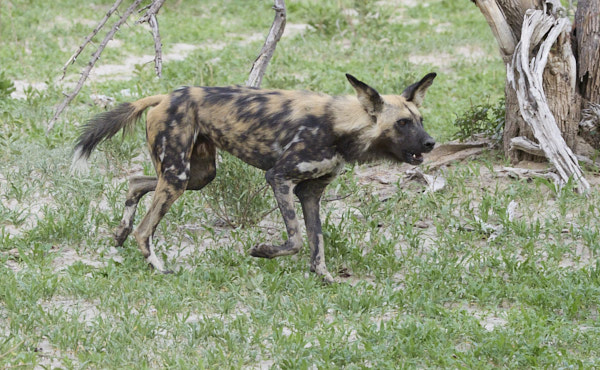 African wild dog keeping a lioness busy