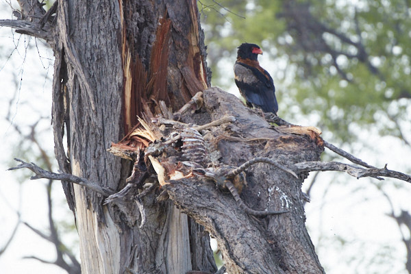 Bateleur eagle feeding on the remains of the leopard's cache