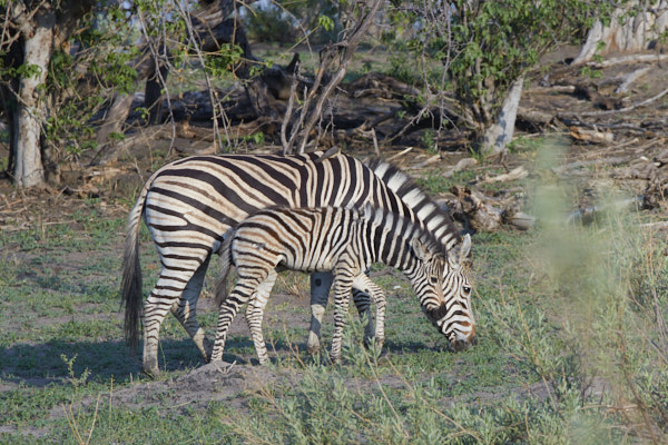 Mother and baby zebra