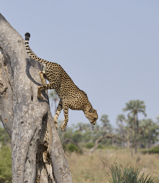 The male cheetahs like climbing and marking trees in their territory