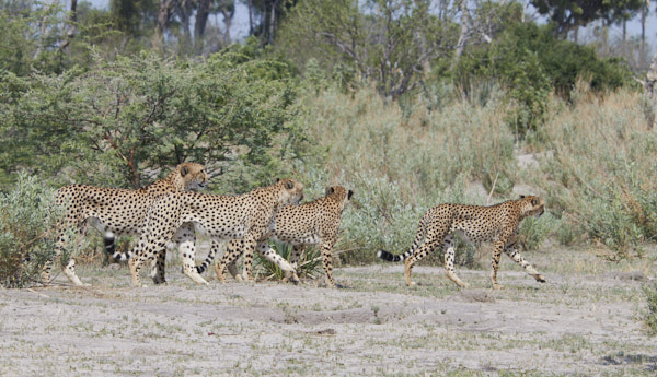 Four male cheetahs on the move