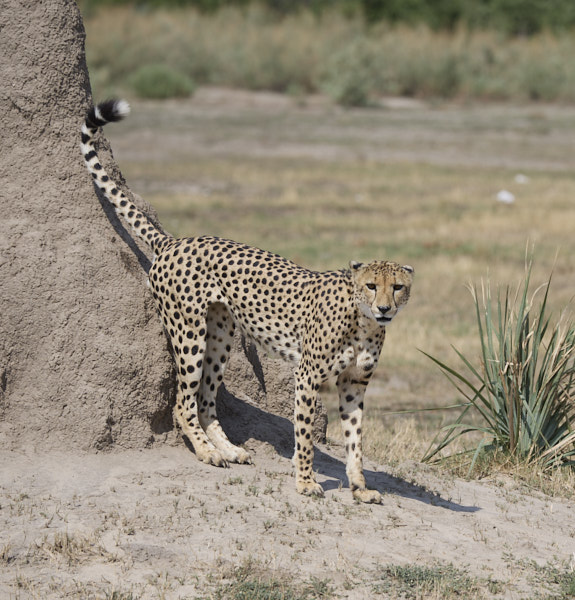 Cheetah marking a termite mound