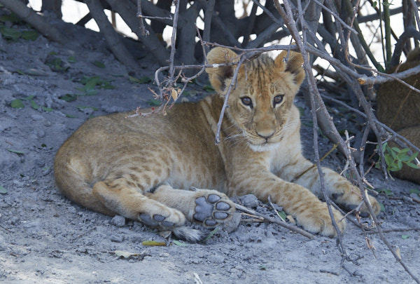 Lion cub in the shade of a shrub