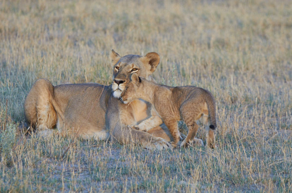 Cub nuzzling with lioness