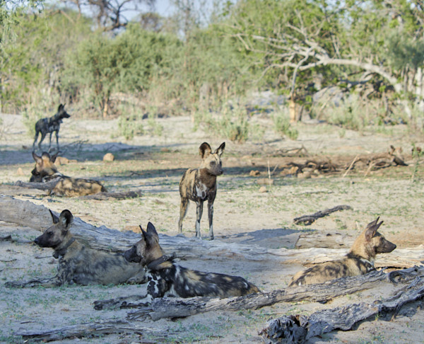 Group of African wild dogs