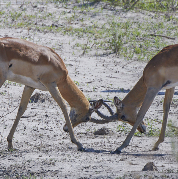 Young impalas figuring out the pecking order