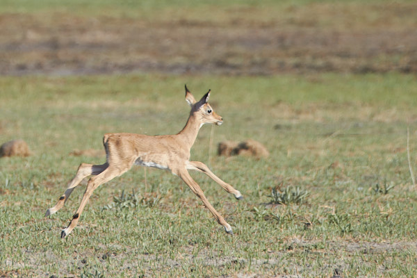 Frolicking impala