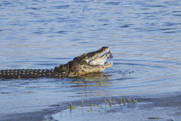 Crocodile swallowing a fish