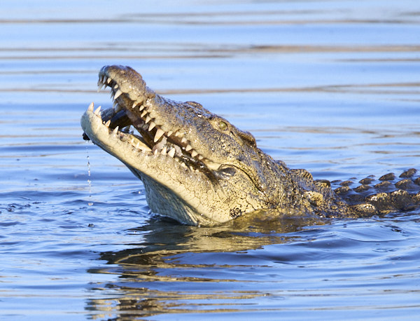Another crocodile swallowing a fish