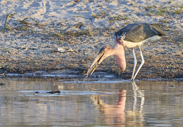 Marabou stork grabbing fish head from the water