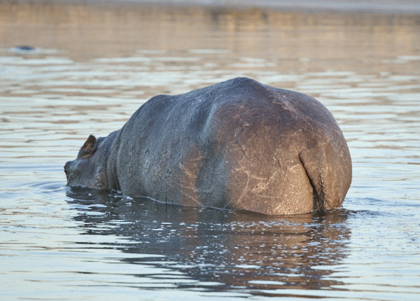 Hippo backside showing scars