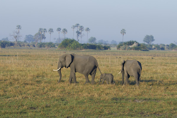 Baby elephant with two adults