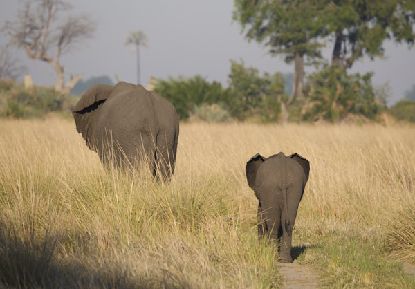 Adult and baby elephant walking away