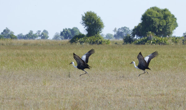 Wattled cranes taking flight
