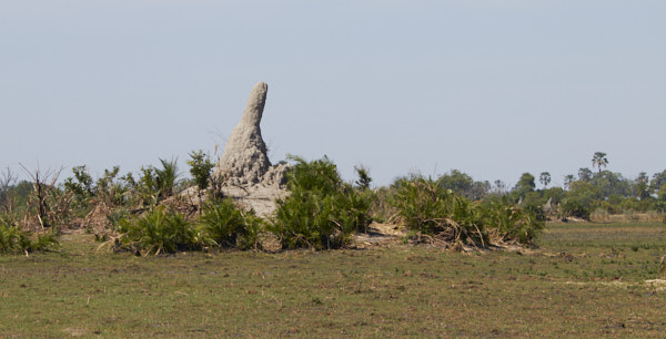Termite mound raised up above the plain