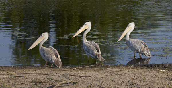 Three pelicans on the shore