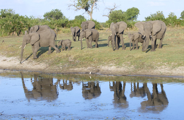 Elephants moving toward the water