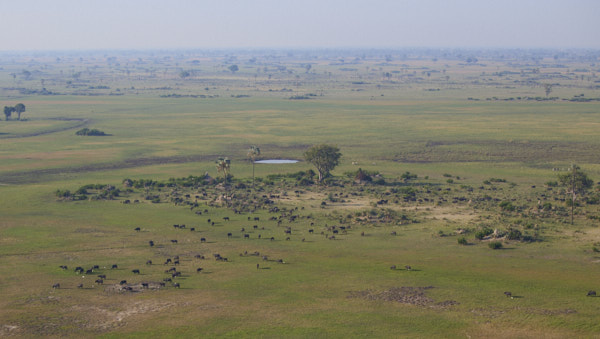 Landscape view with buffalo