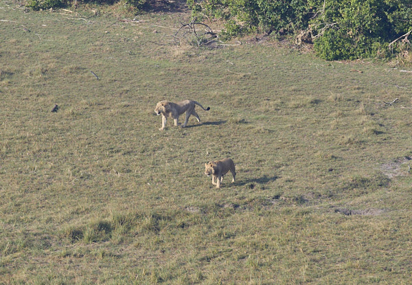 Two lions after an unsuccessful buffalo chase
