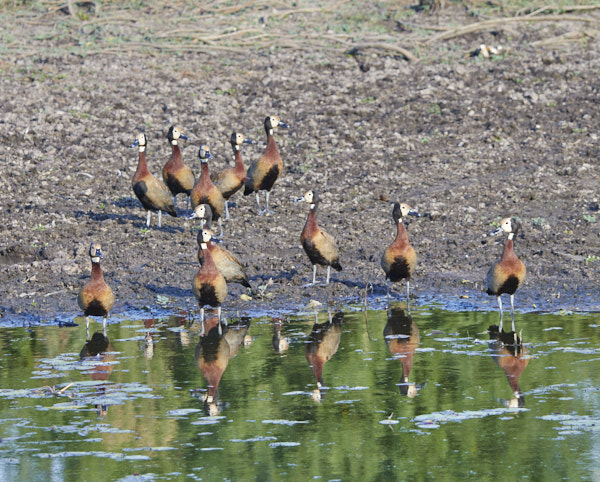 White-faced whistling ducks reflected in the water