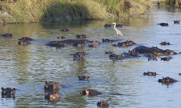 Grey heron with herd of hippos