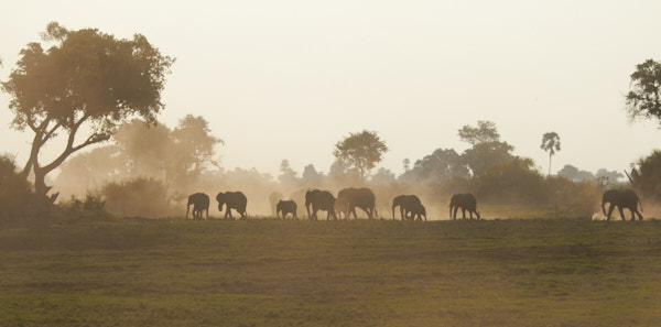 Elephants kicking up dust in the evening