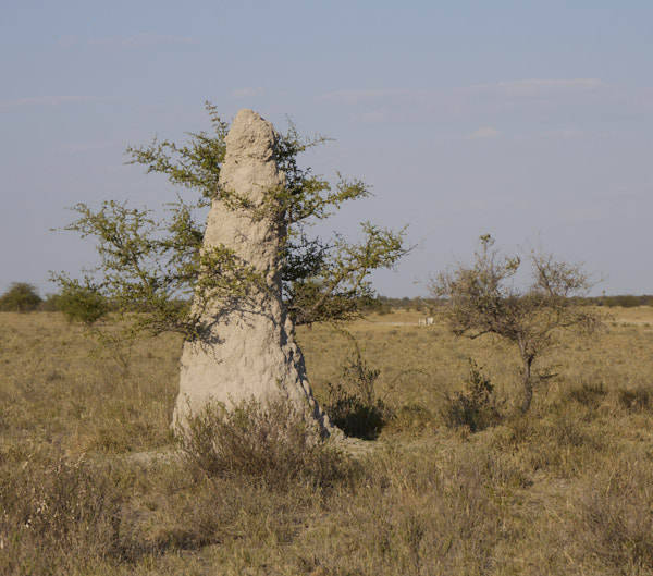 Tree growing out of a termite mound