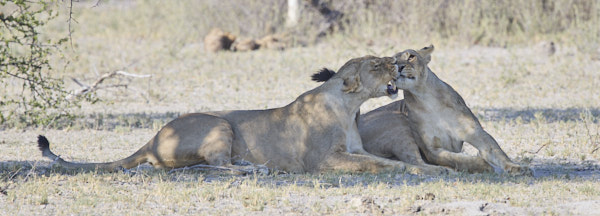 Two lionesses sharing a chin scratch