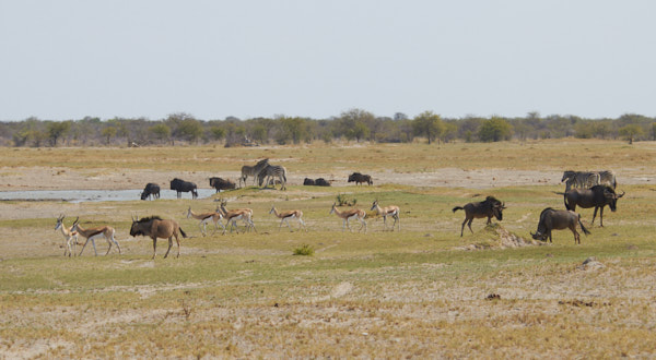 Springbok, zebra, and wildebeest grazing and drinking