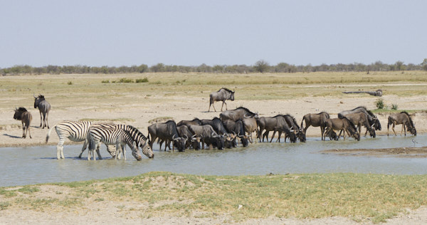 Zebra and wildebeest lined up for a drink