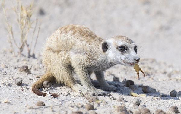Meerkat eating a scorpion