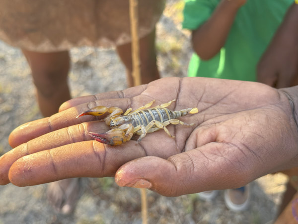 Live scorpion in hand