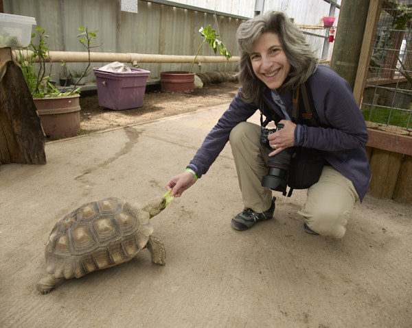 Cathy feeding a tortoise