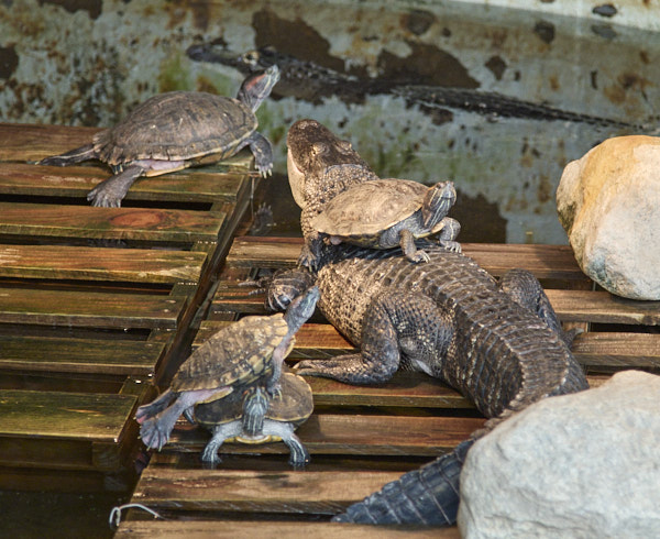 Tortoises and gator